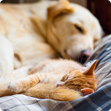 cat and dog sleeping together